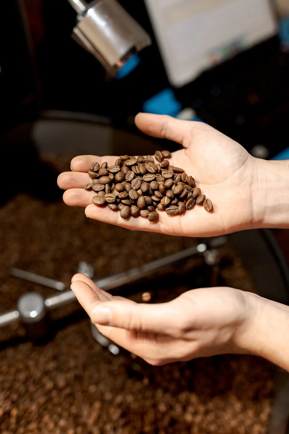 At Animal Coffee Roasters