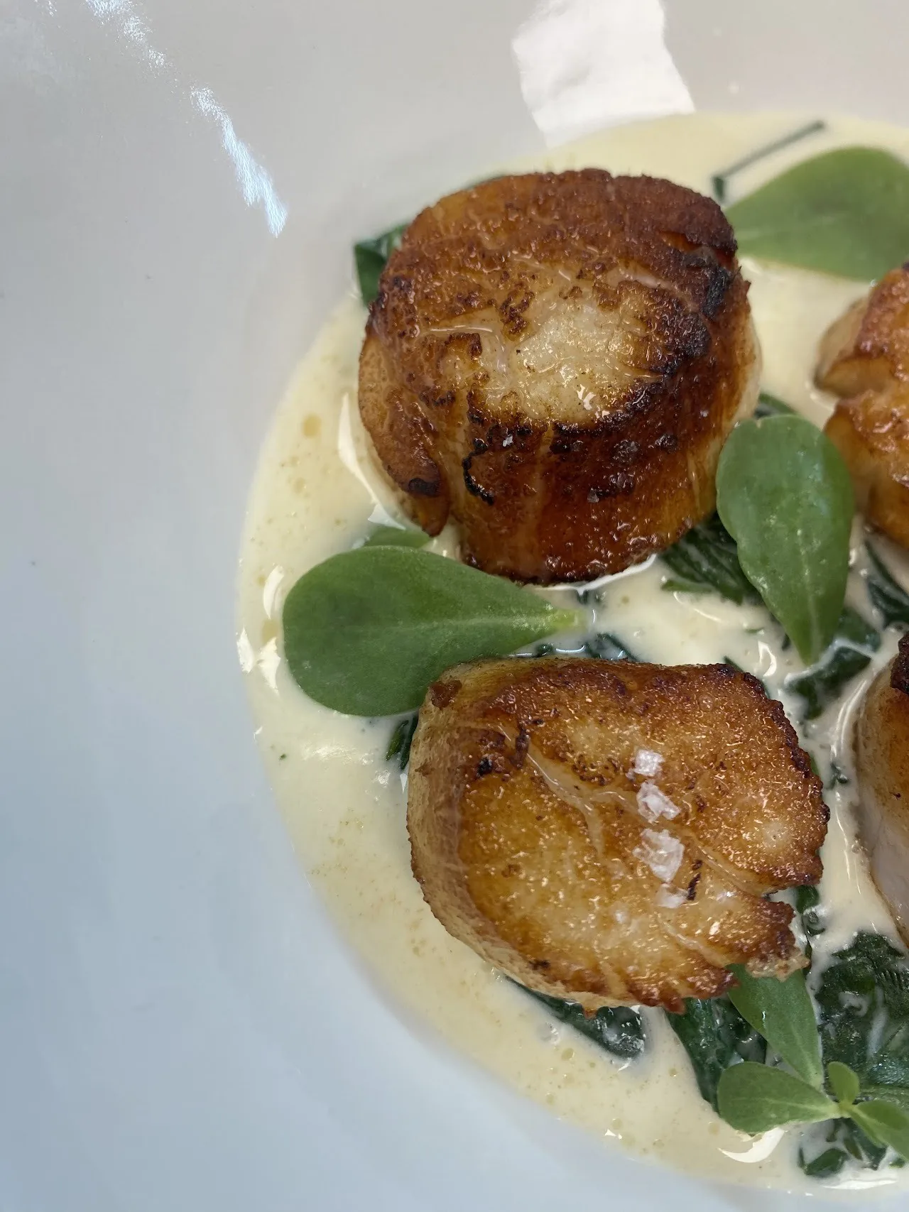 Two seared scallops on a creamy sauce with green leaves in a white bowl