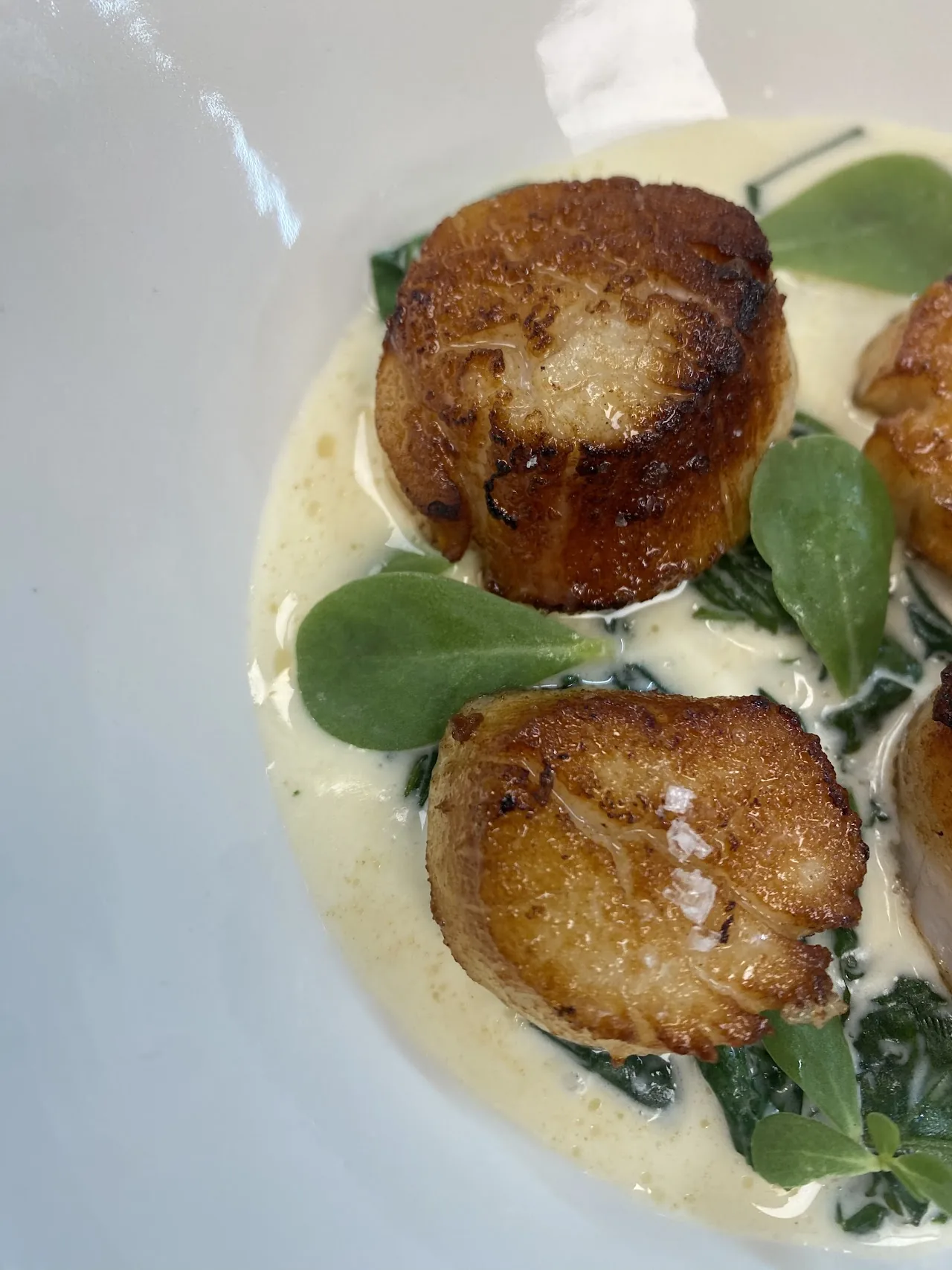Two seared scallops on a bed of creamy sauce with greens