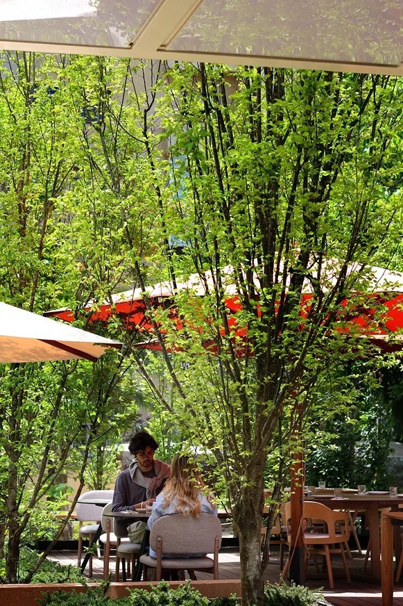 Tables under a canopy of slender trees on a leafy garden terrace