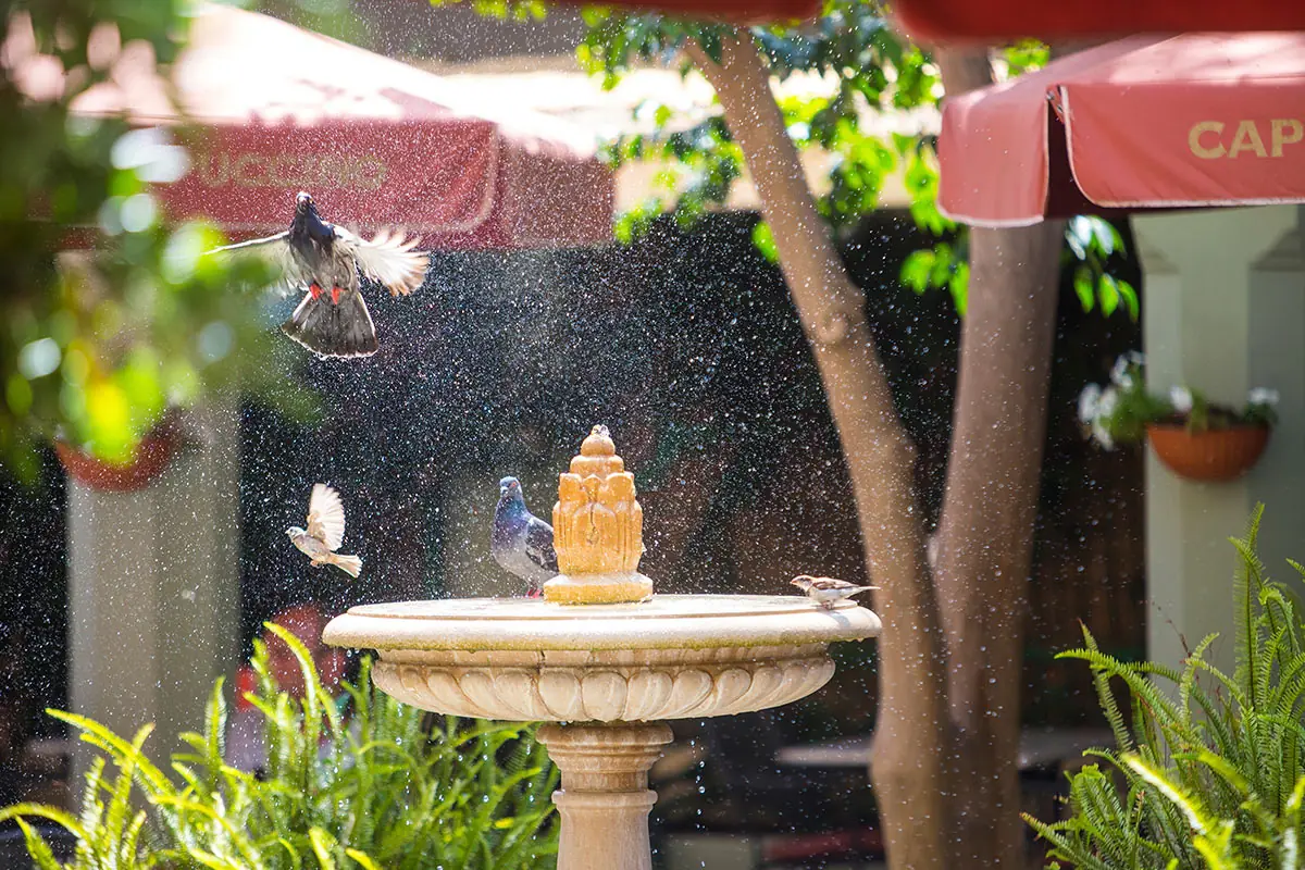 Birds at the stone fountain in the café's garden courtyard