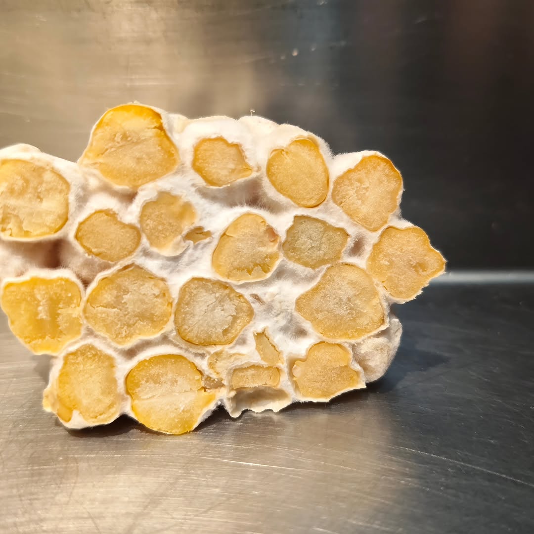 🌱FERMENTOS🌱
El Aspergillus oryzae ha penetrado perfectamente en el interior del garbanzo. Eso quiere decir que tiene un
