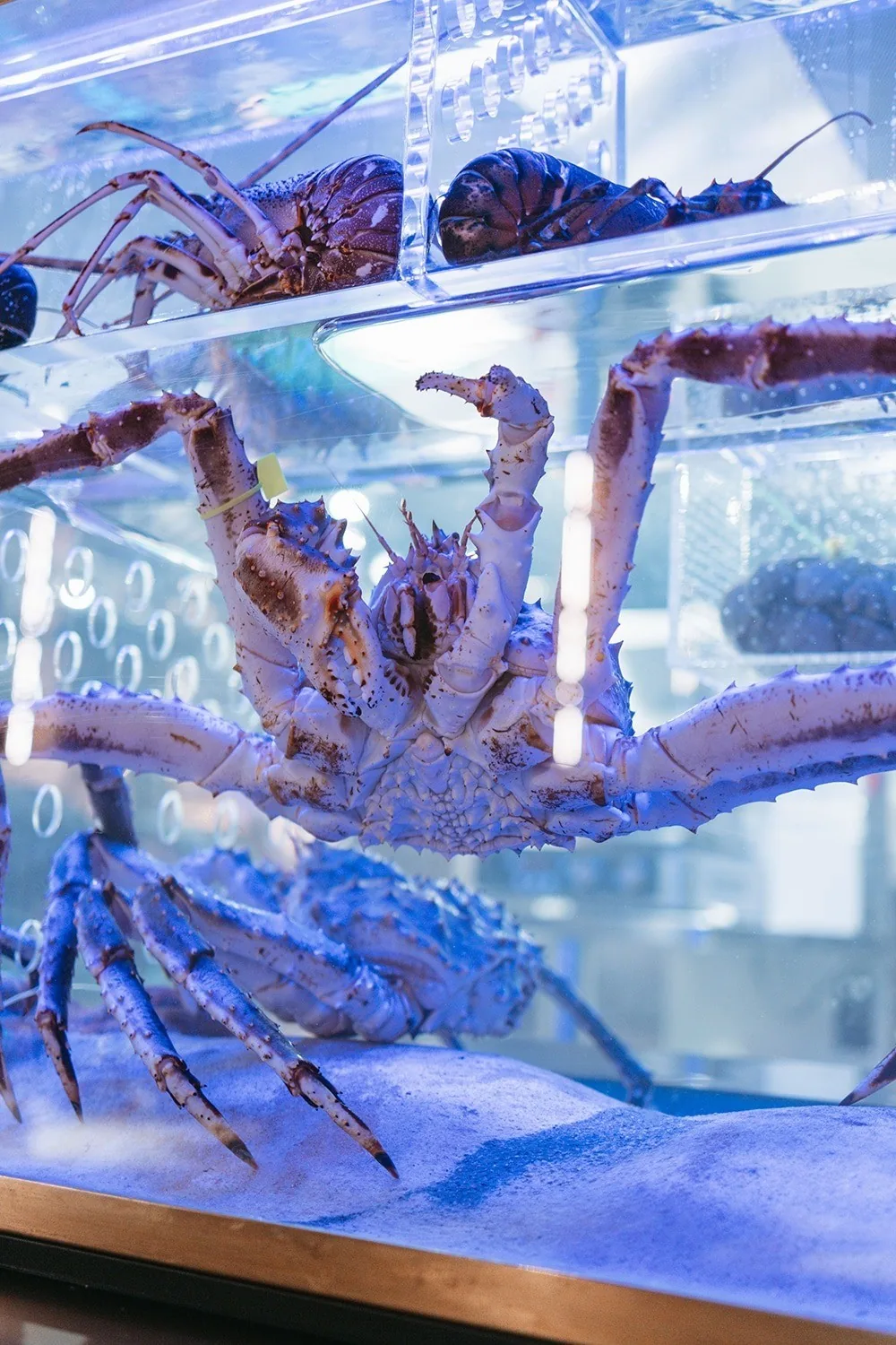 King crabs in a lit glass tank