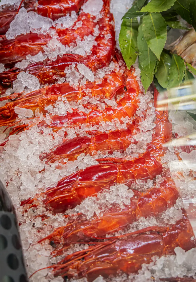 Close-up of whole red carabineros prawns arranged on crushed ice with bay leaves.