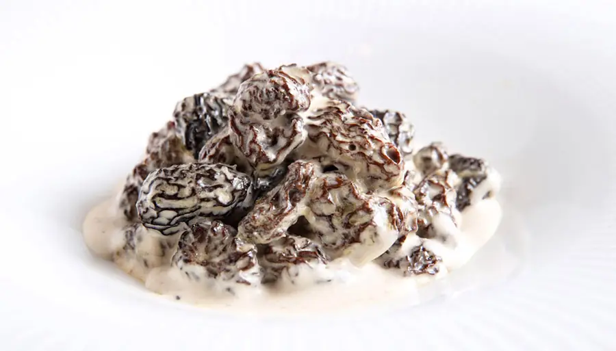 Mound of morel mushrooms in a pale cream sauce on a white plate