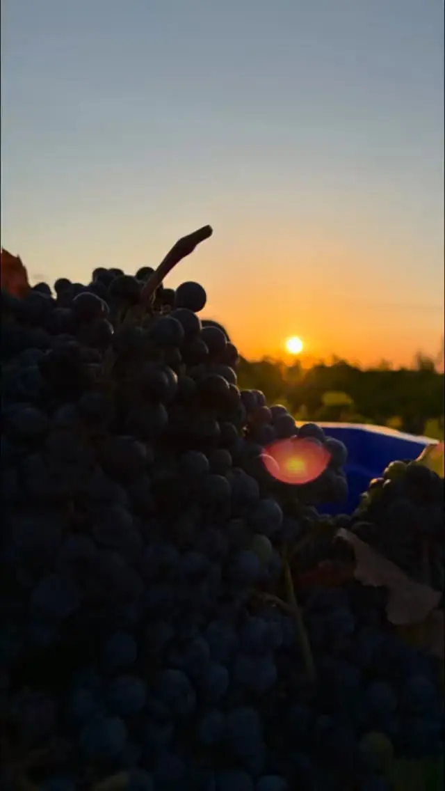 Grape bunches against a Mallorcan sunset at Boc de l'Arxiduc