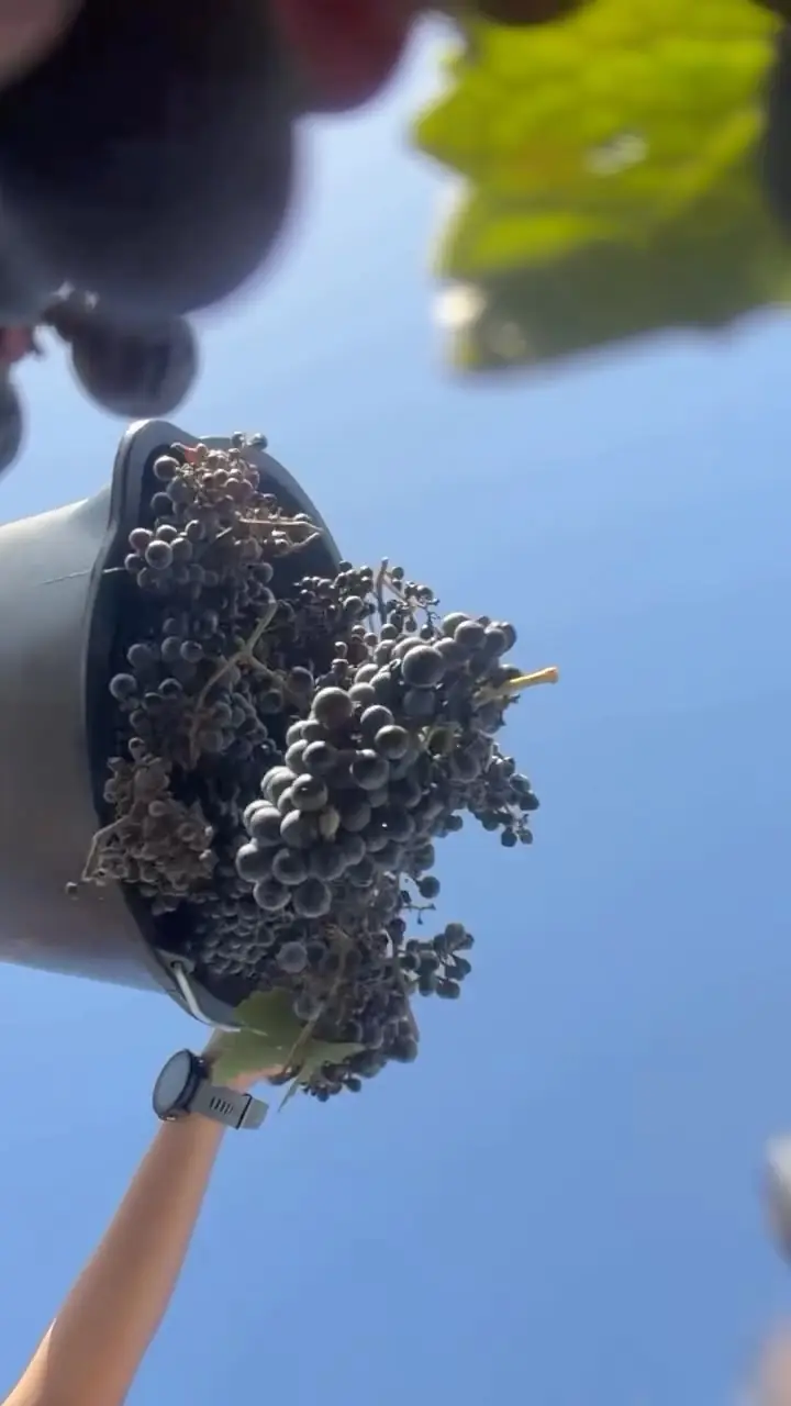 A handful of harvested black grapes held up to the sky at Boc de l'Arxiduc
