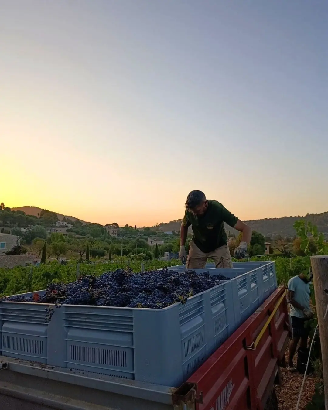 A crate of freshly picked grapes at sunset at Bodega Olorón