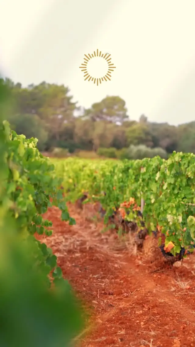 Rows of vines on red soil at Bodega Santa Catarina