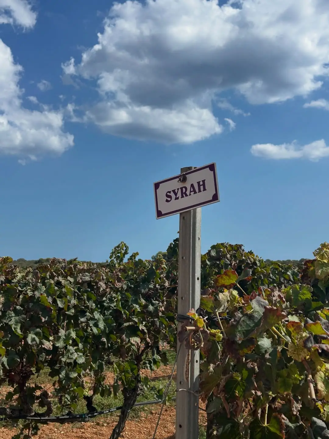 A Syrah row marker in the Bodega Virei vineyard