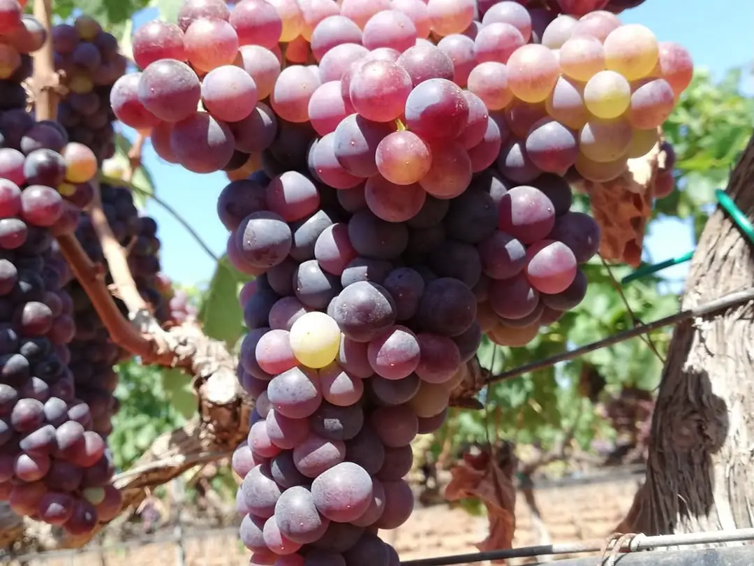 A bunch of ripening red grapes on the vine at Bodega Virei