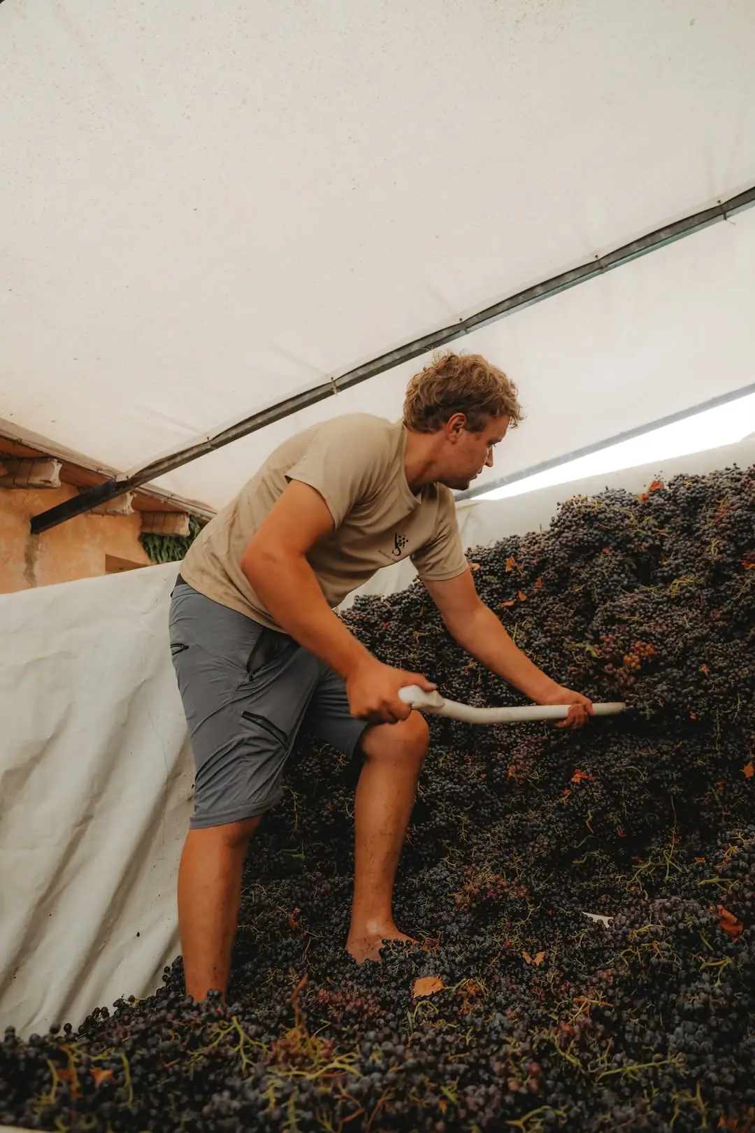 Working freshly picked grapes at Bodegues Vidal Serra