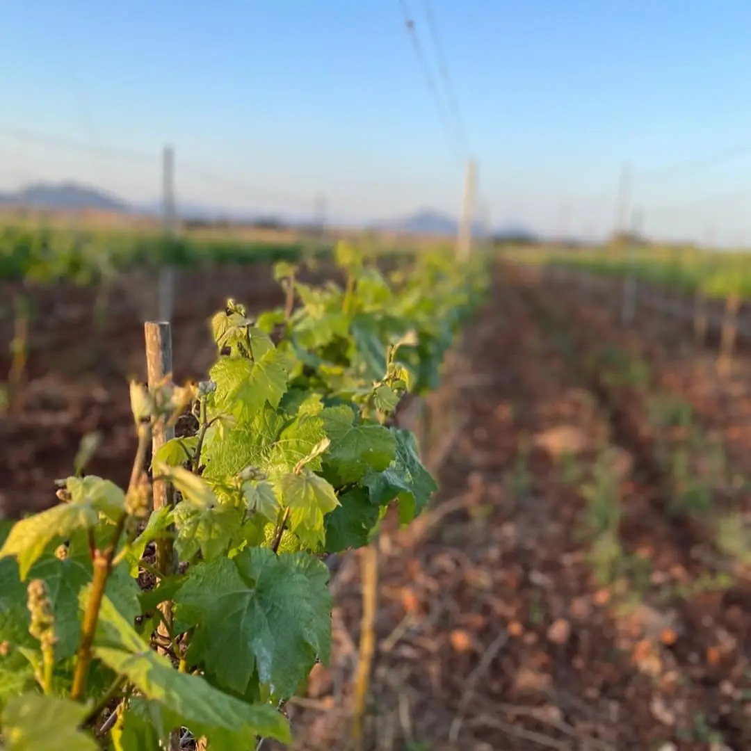 Rows of young vines at Butxet