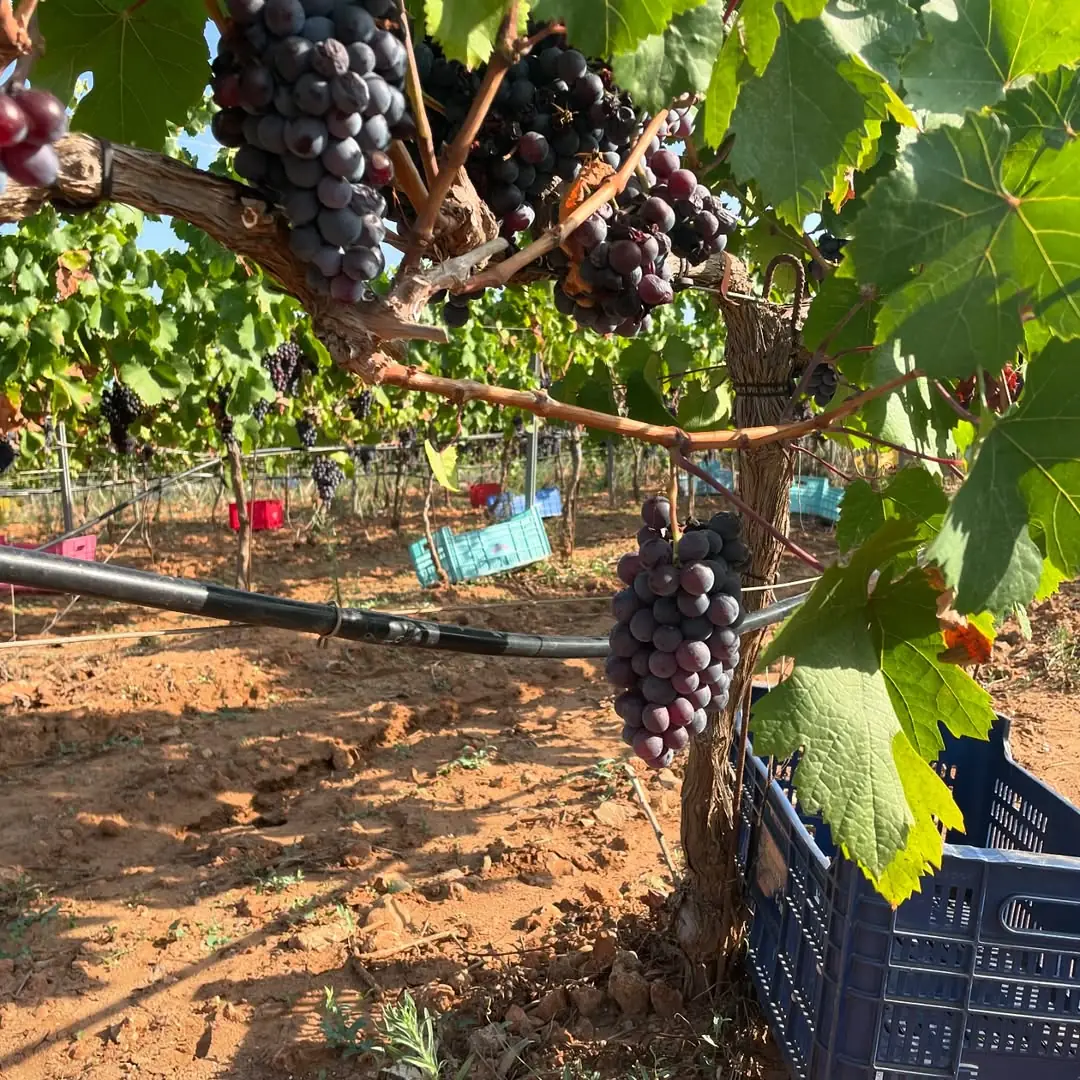 Ripe black grape bunches on the vine at Butxet