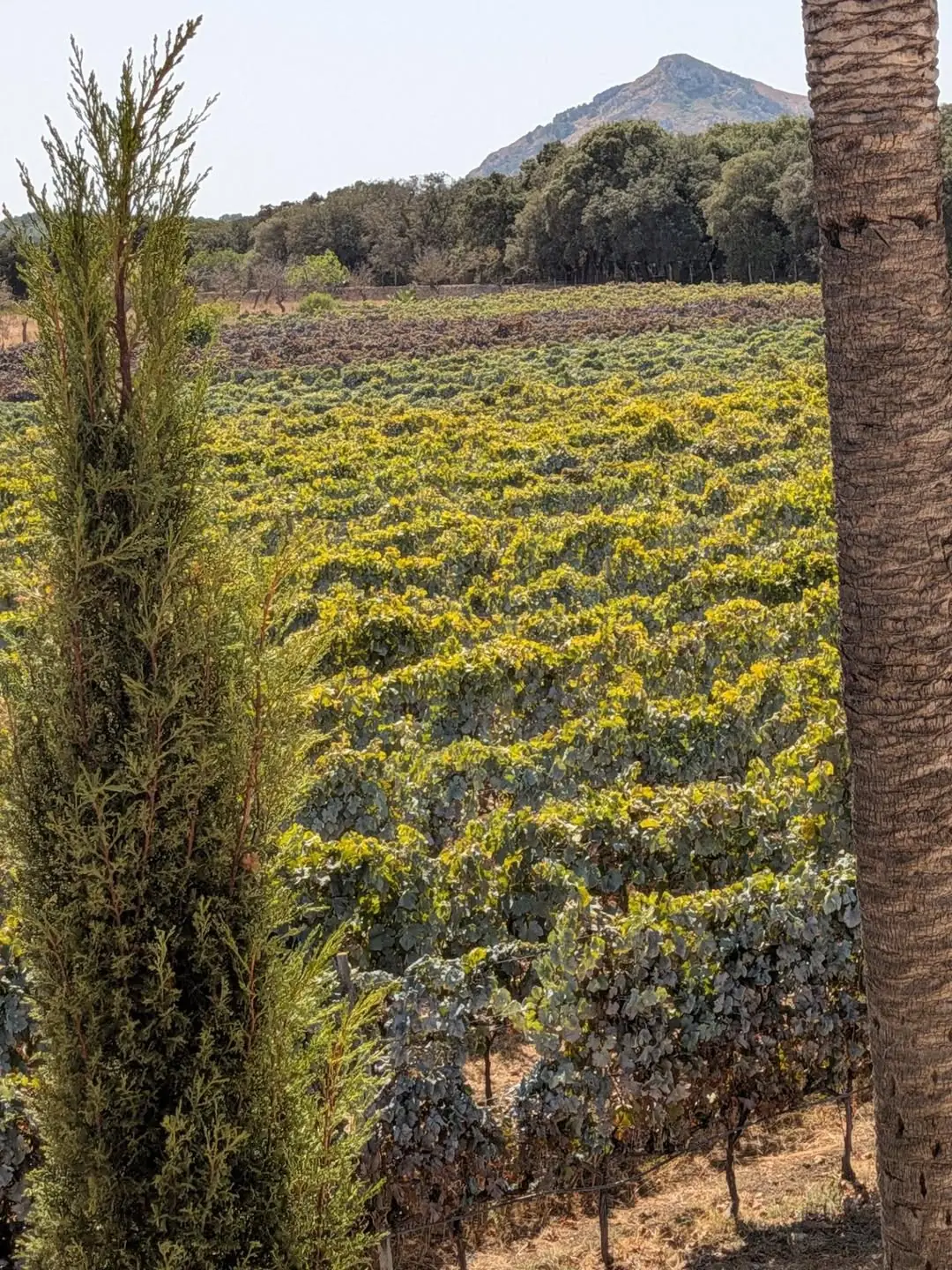 The Can Xanet vineyard with a cypress and mountains behind