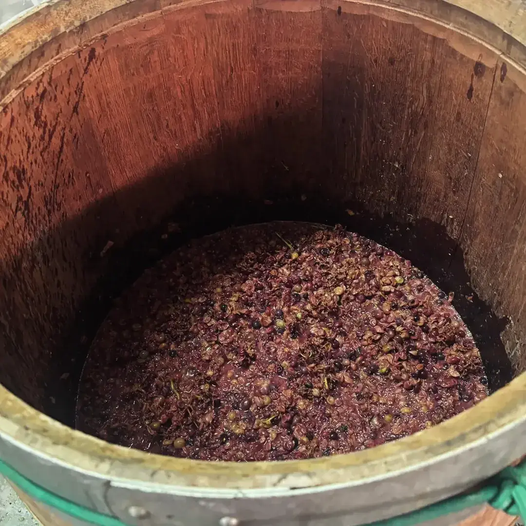Crushed grapes in a vat at Can Xanet