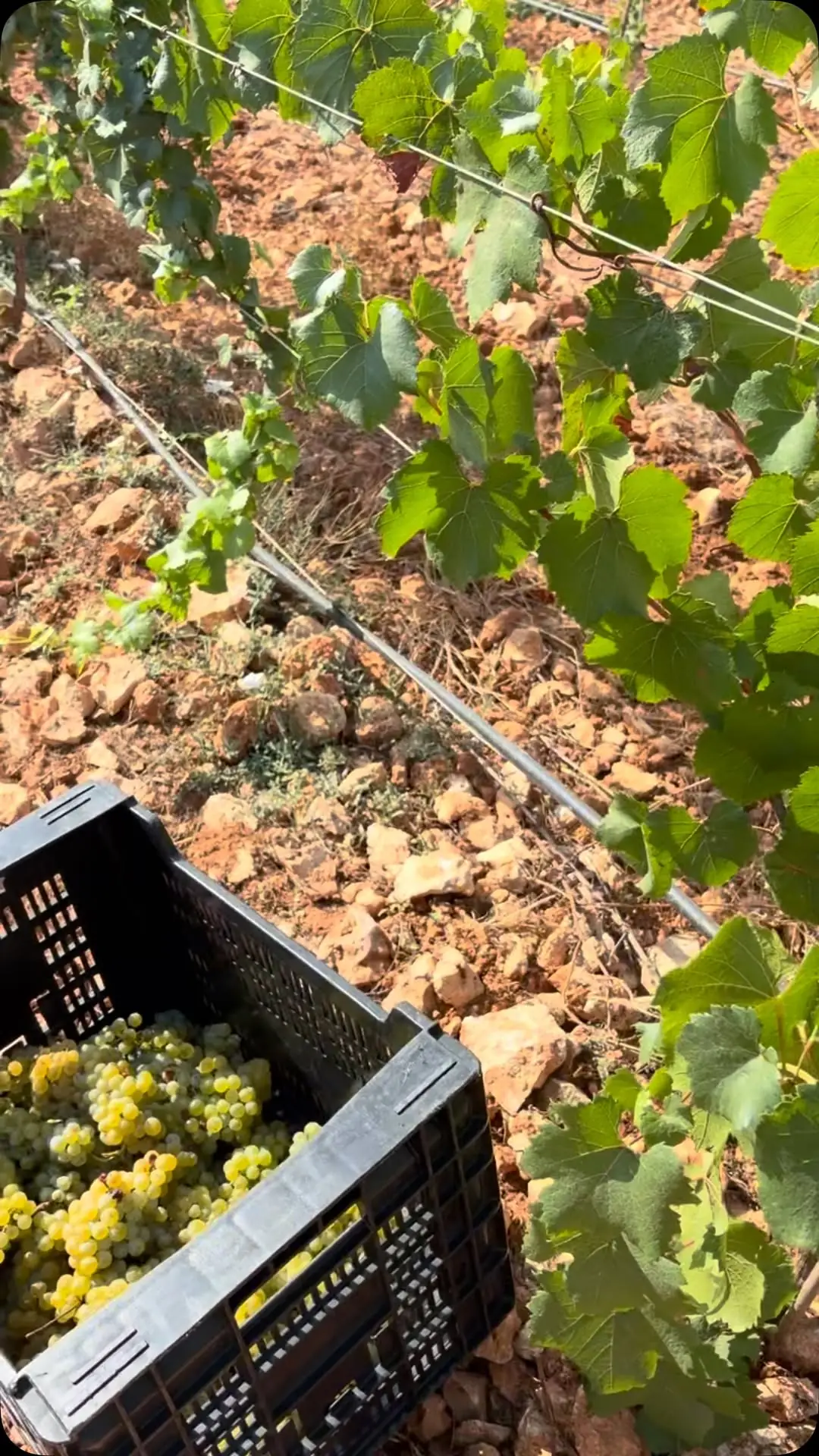 A crate of just-picked white grapes in the Casetavella vineyard