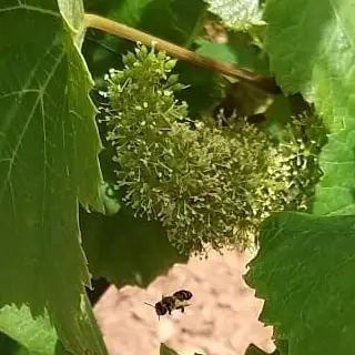 Vine flowers with a bee in the Karretania vineyard