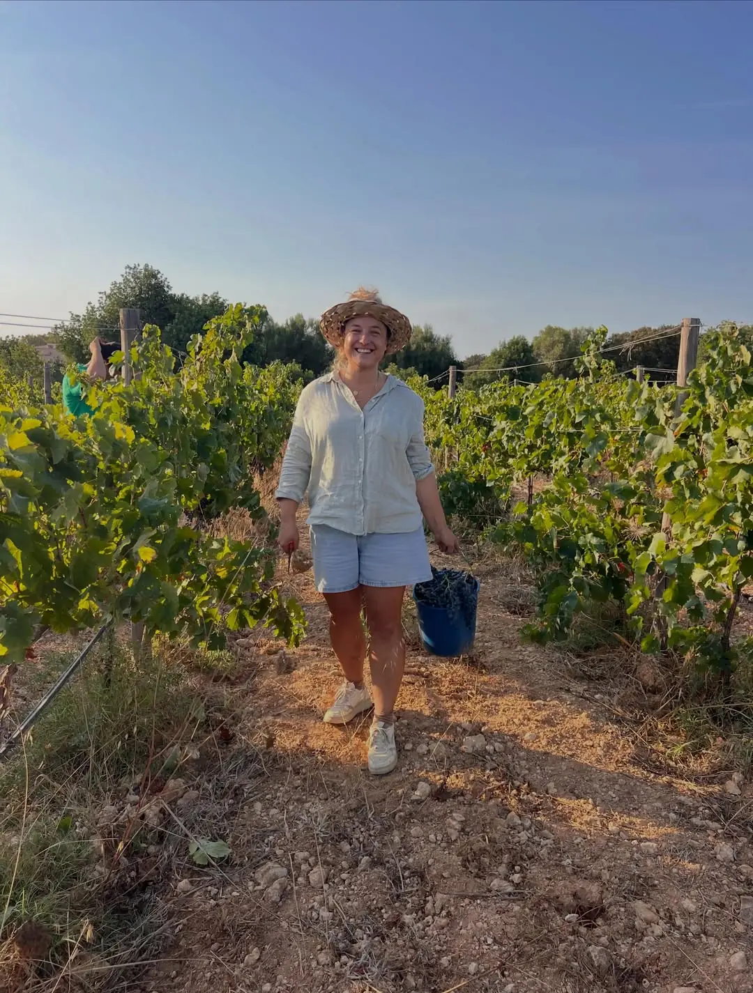Harvesting grapes in the Los Dos Caballeros vineyard