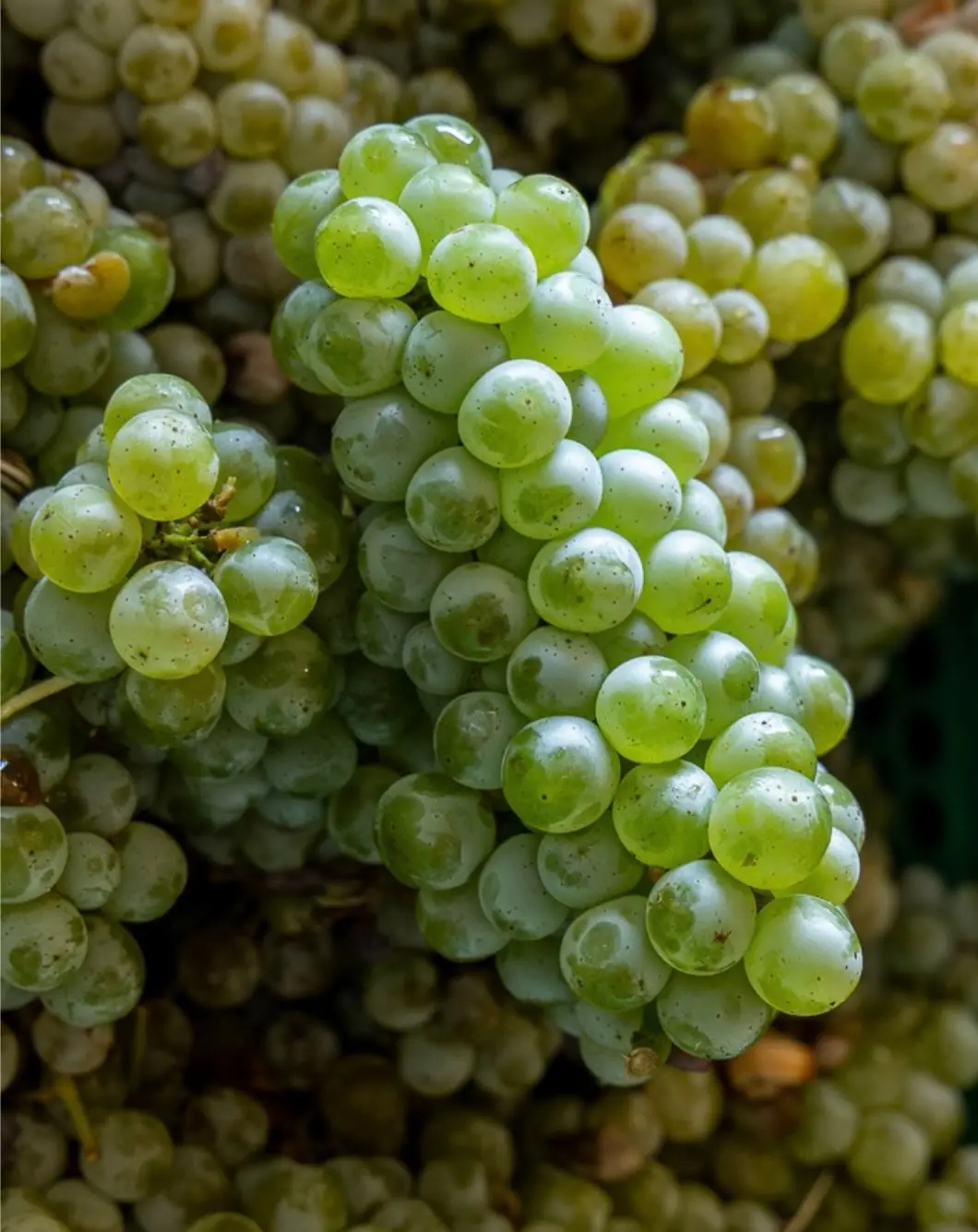 A bunch of green grapes on the vine at Los Dos Caballeros