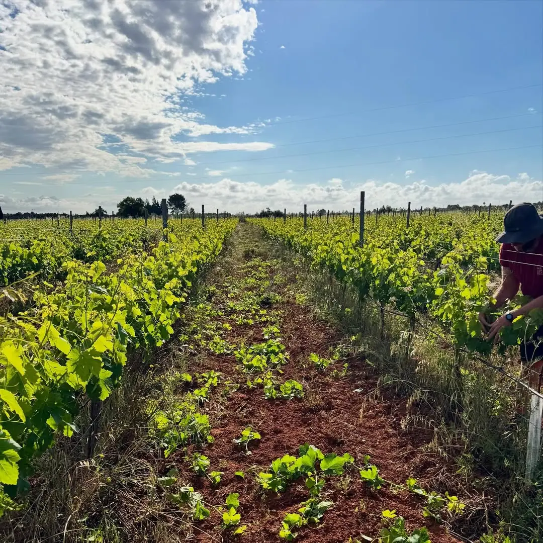 Vine rows at Microceller Son Crespí