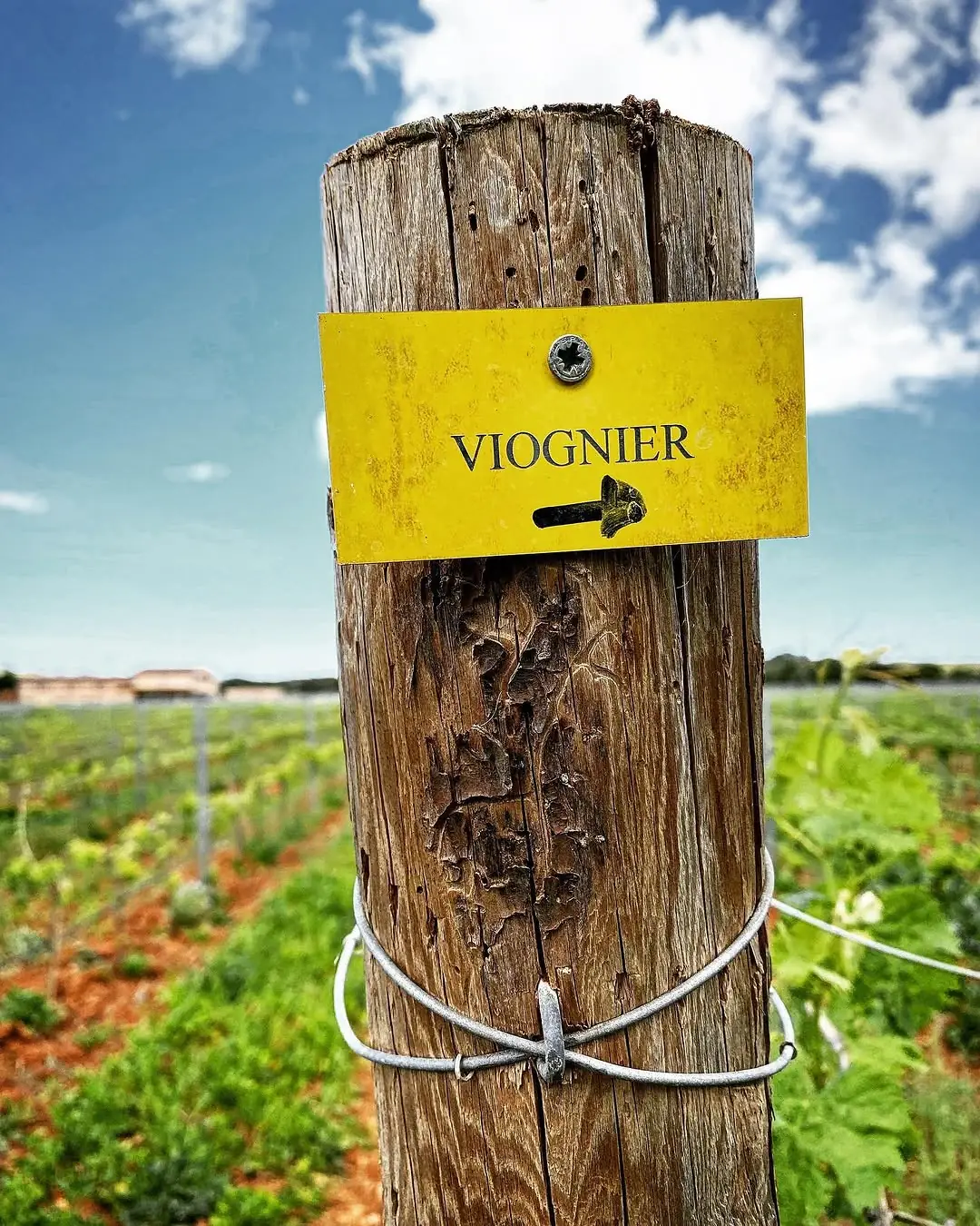 A Viognier row marker in the Molí d'en Blanc vineyard