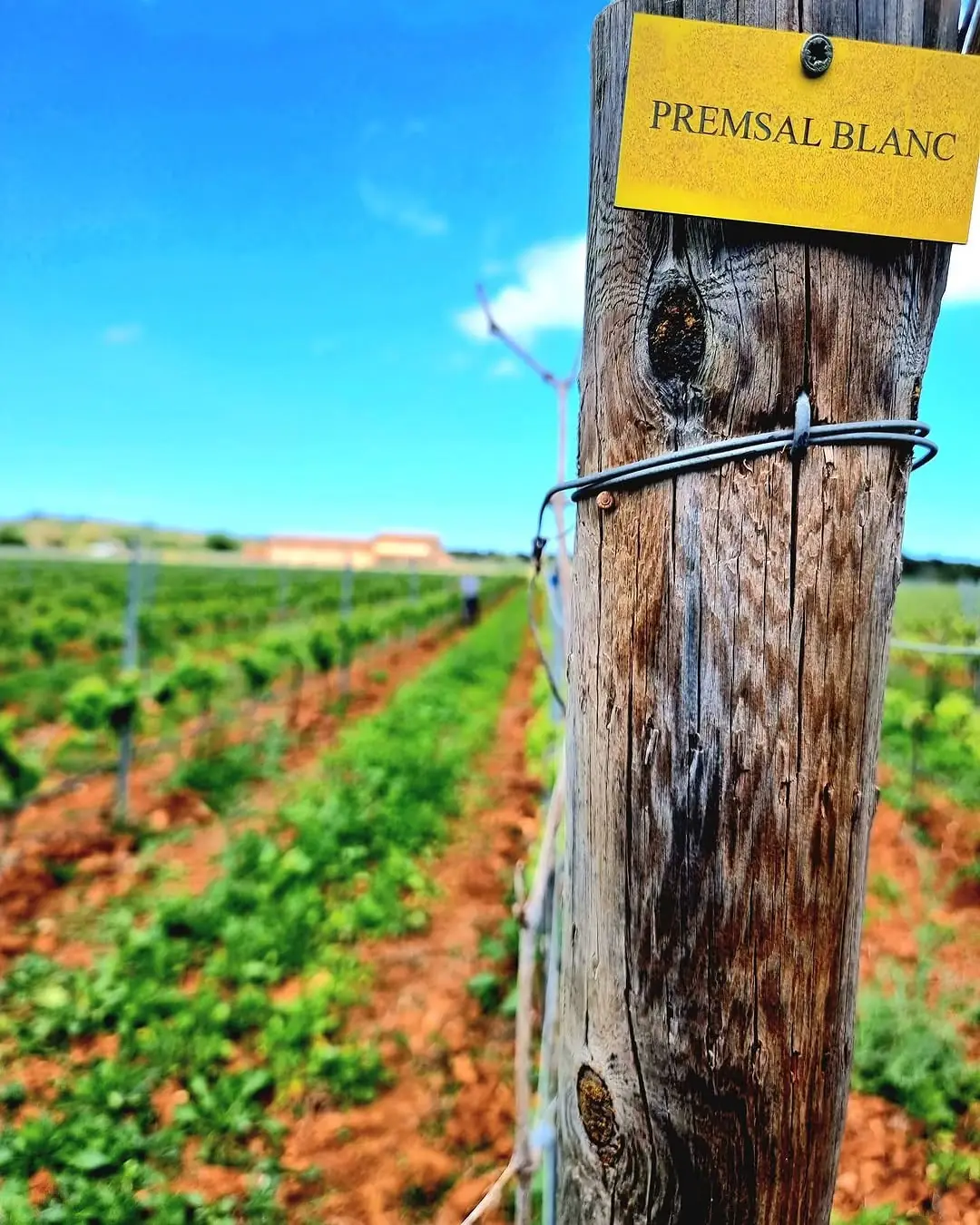 A Prensal Blanc row marker in the Molí d'en Blanc vineyard