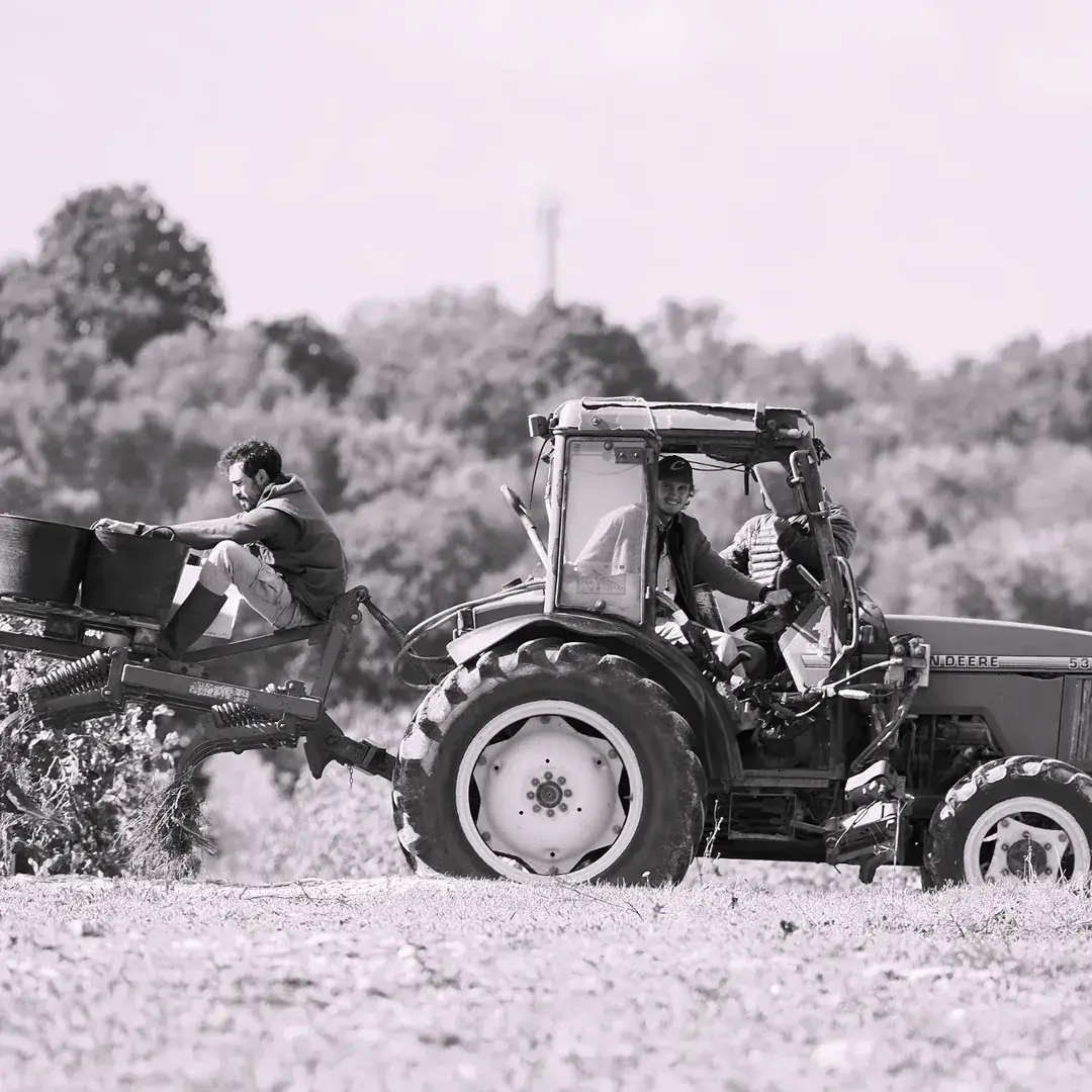 A tractor working the Oliver Moragues vineyard