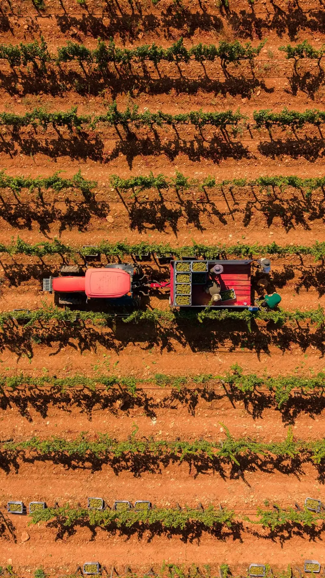 Aerial view of the Sa Cabaña vineyard with a tractor between the rows