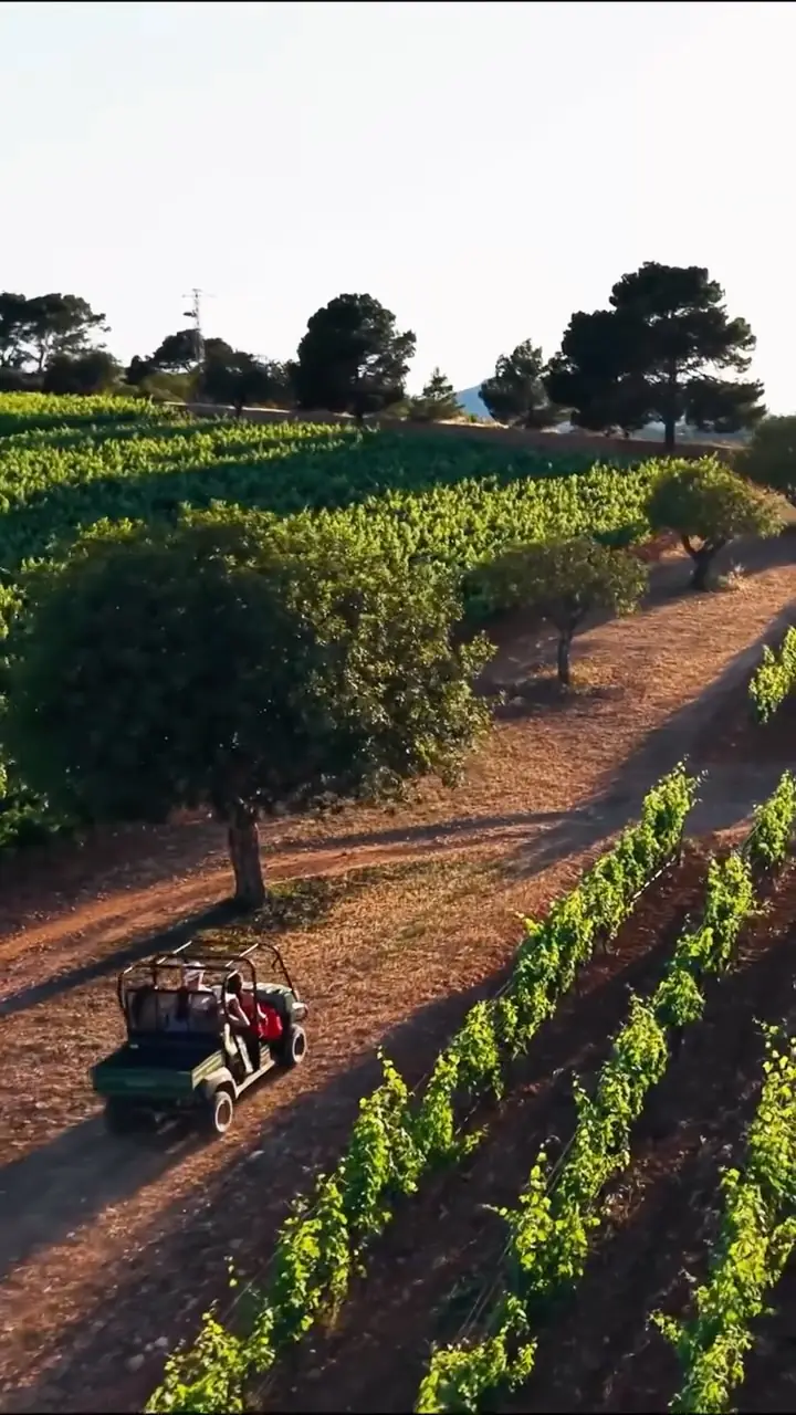 Vine rows at Ses Talaioles