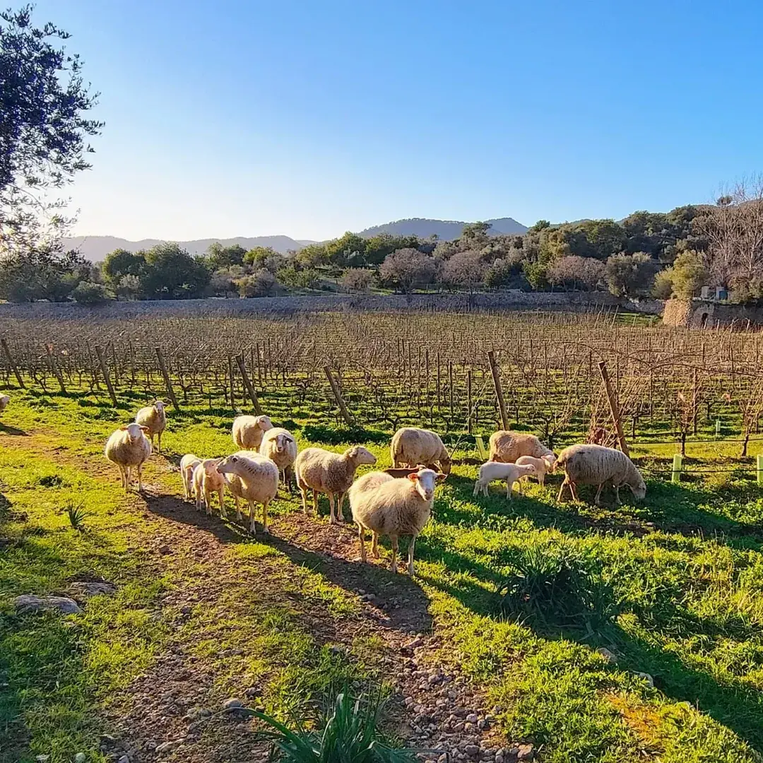 Sheep grazing among the vines at Son Grau