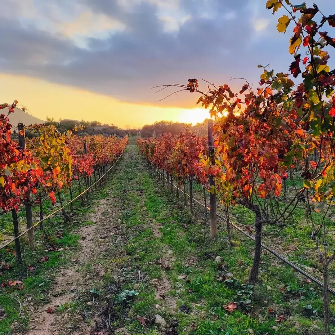 Autumn colours in the Son Grau vineyard at sunset