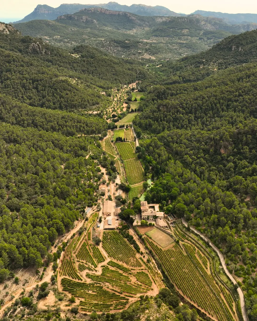 Aerial view of the Son Vich de Superna vineyards in a wooded valley