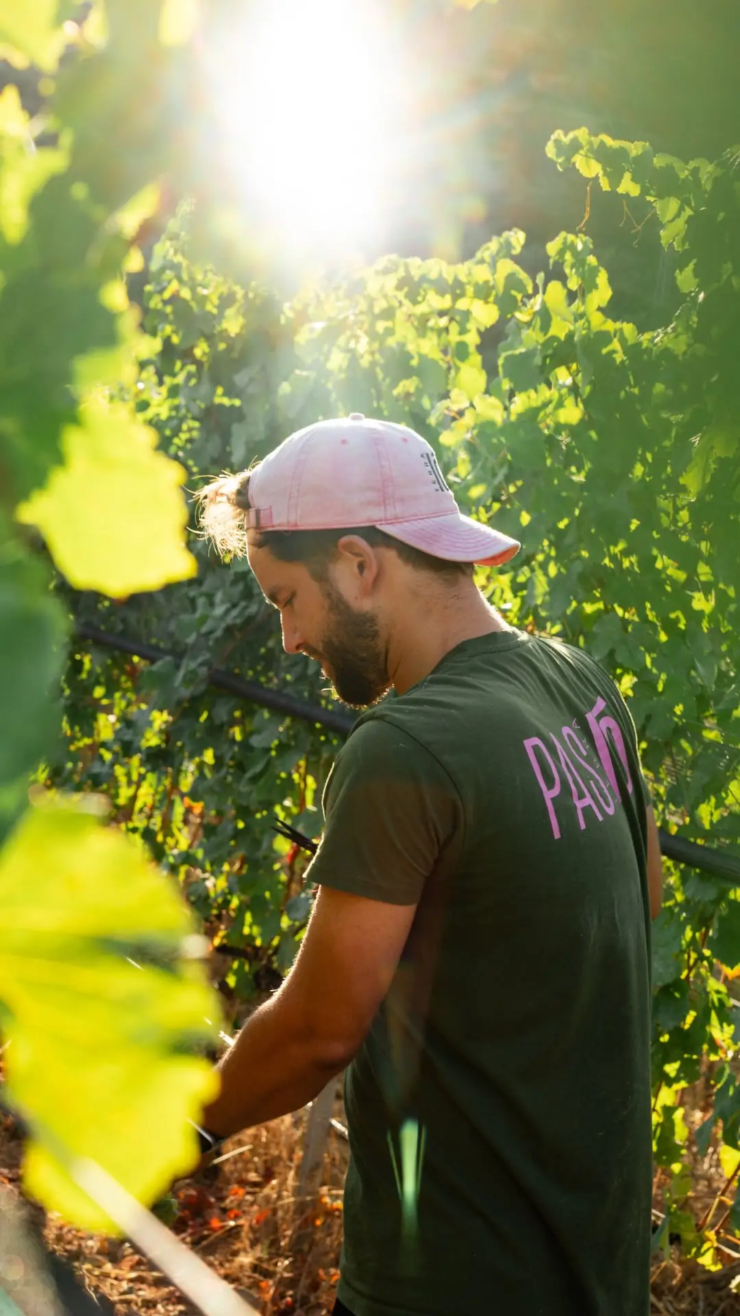 Picking grapes in the Terra-ion vineyard