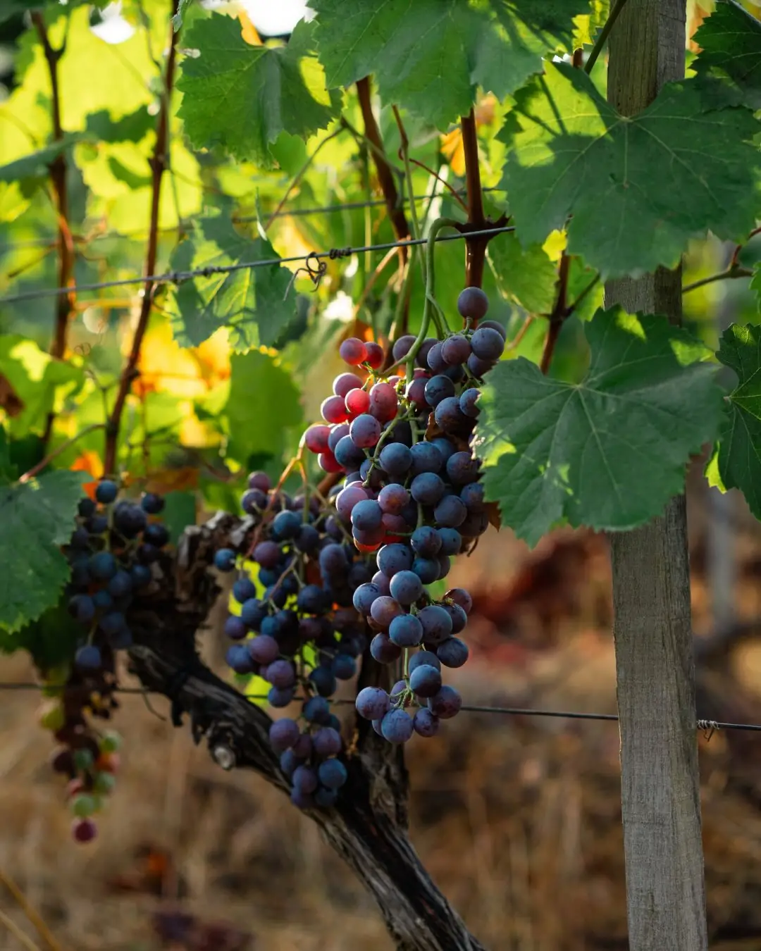 Black grapes on the vine at Terra-ion