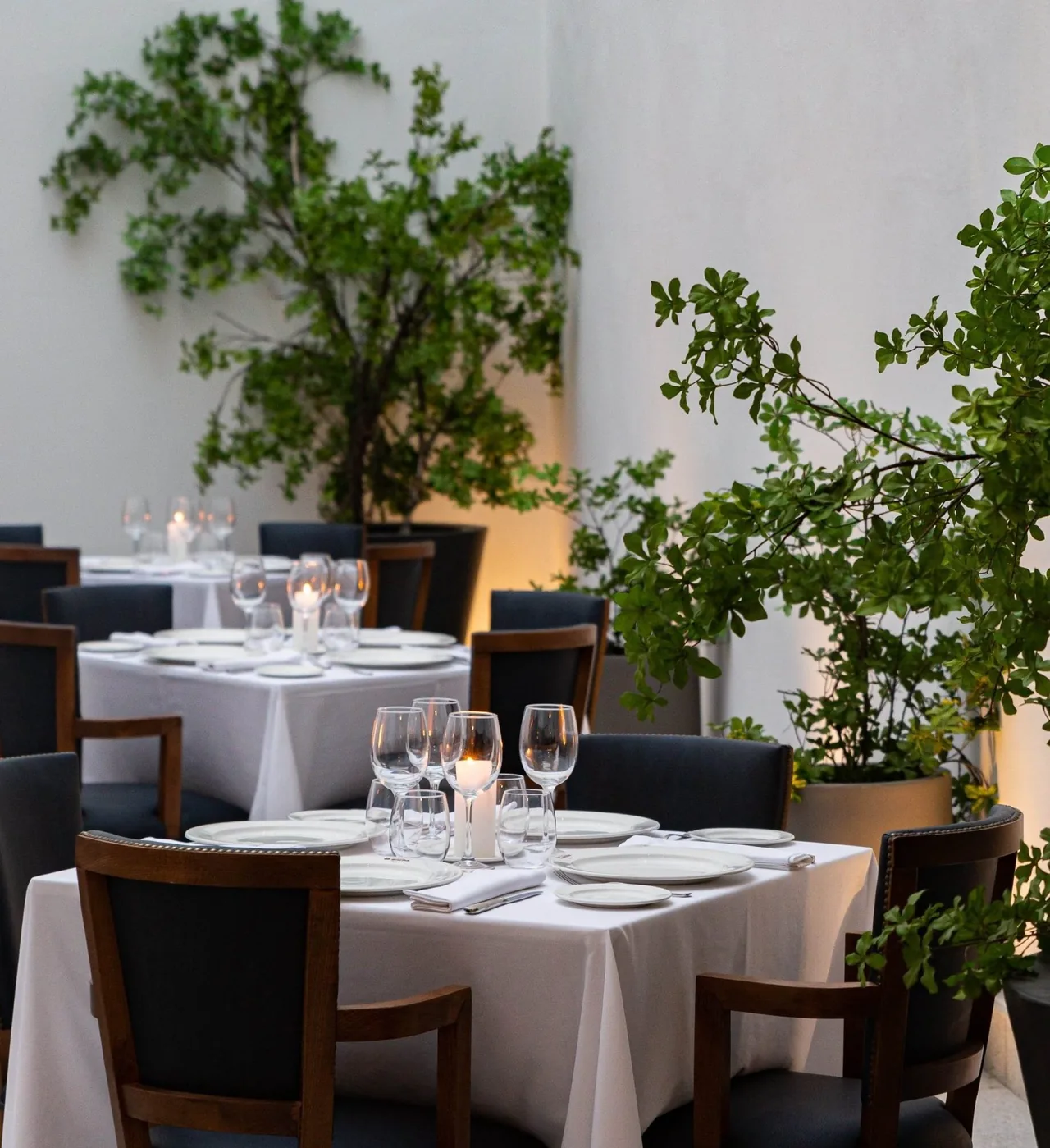 A dining courtyard with set white tables, leafy trees and wooden chairs