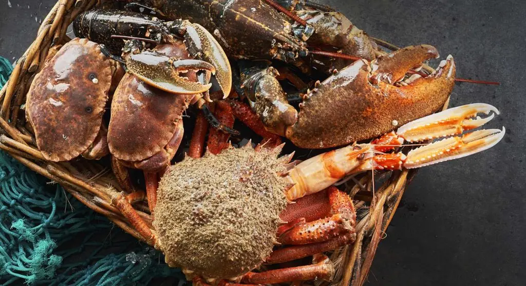Raw whole lobsters, brown crabs, and a spider crab piled in a wicker basket on top of teal fishing net.