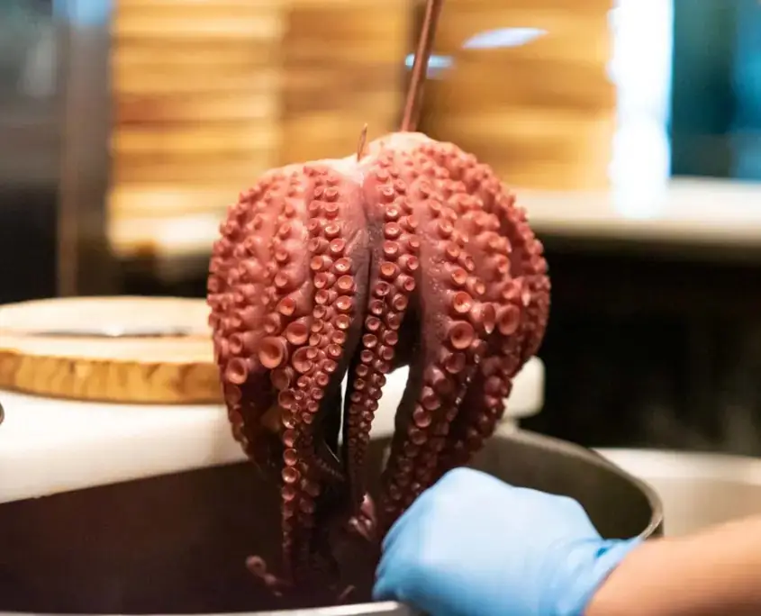 Close-up of a whole octopus with visible suckers being lifted by a gloved hand over a pot in a kitchen.