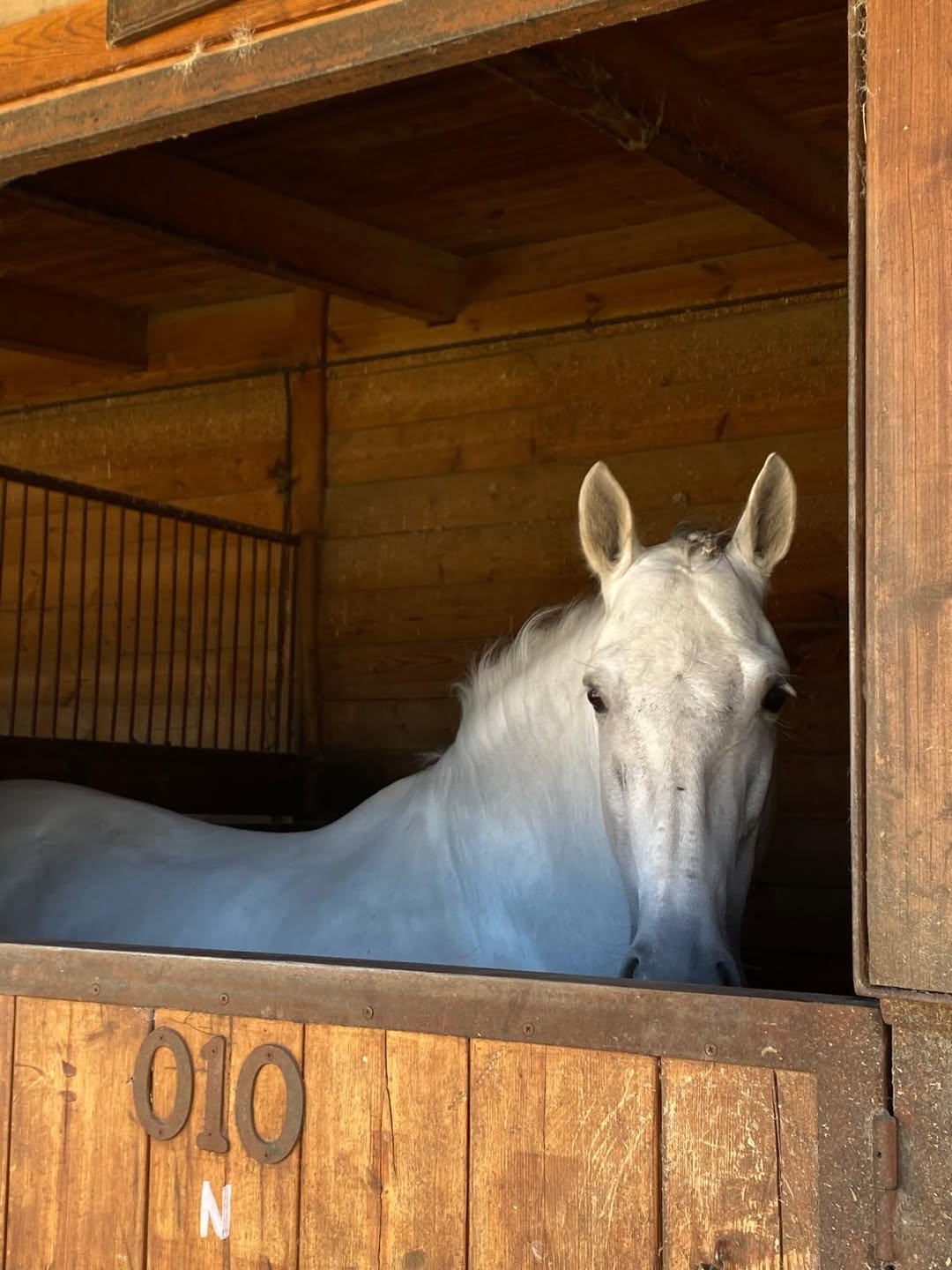 En La Hípica, la naturaleza, los caballos y la tranquilidad de El Pardo crean el entorno perfecto para desconectar, disf