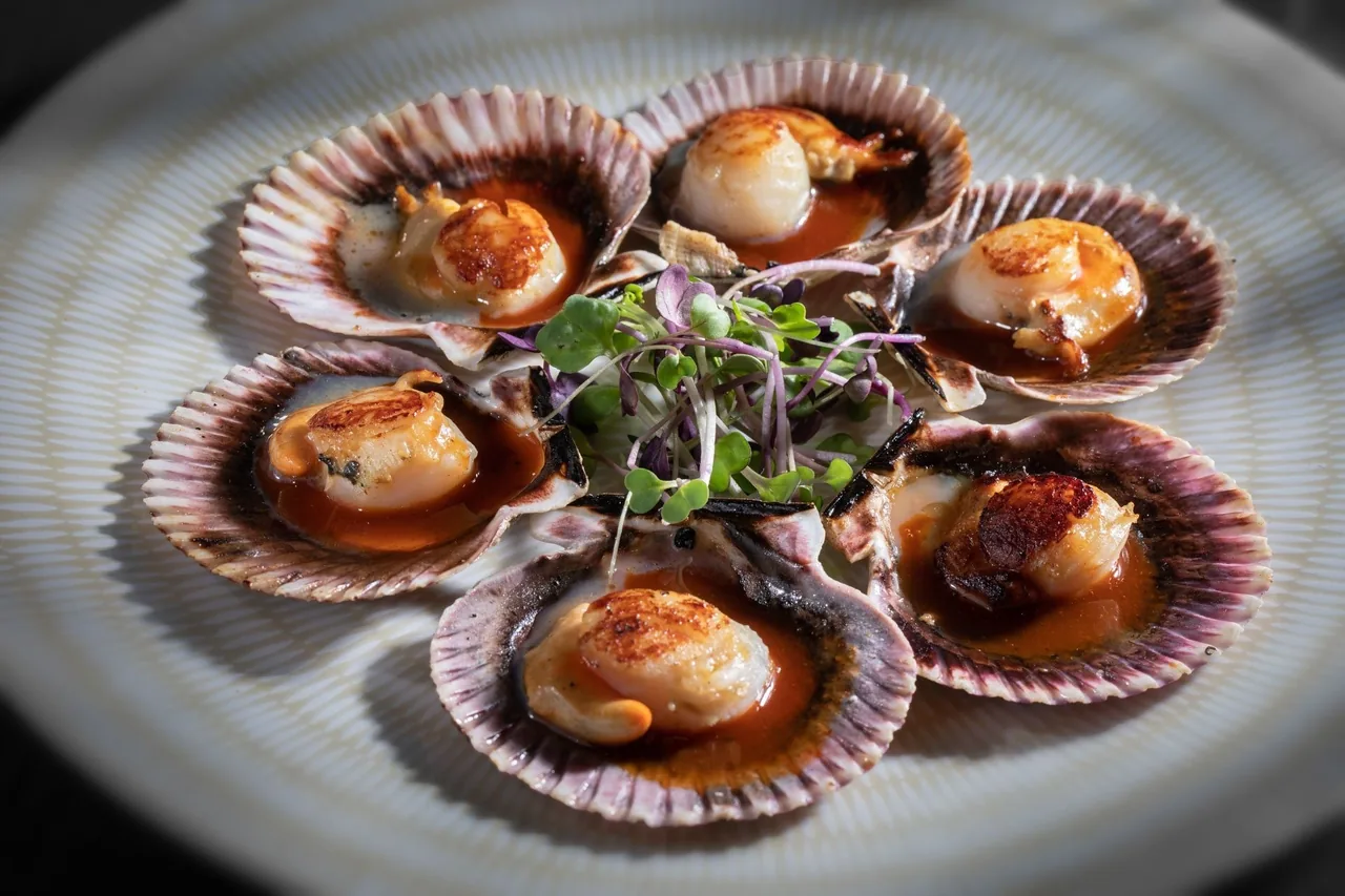 Six open scallop shells with browned scallops and green garnish on a plate