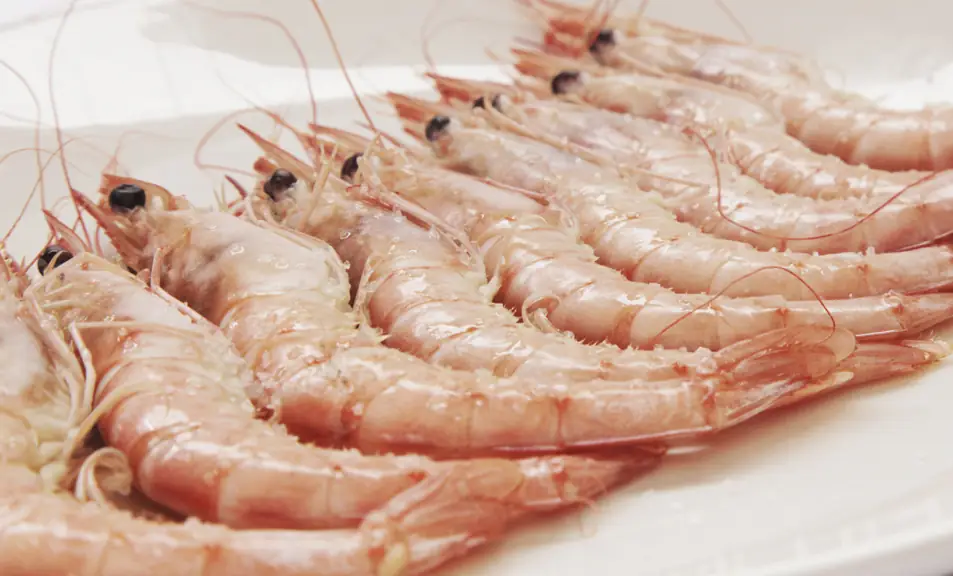 Close-up of a row of large cooked, salted prawns with their heads and antennae intact, arranged on a white plate.
