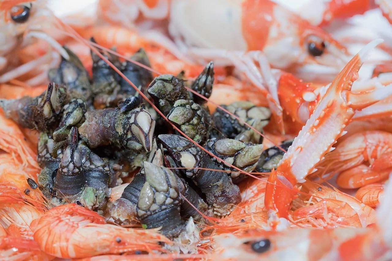 Goose barnacles and pink prawns piled together