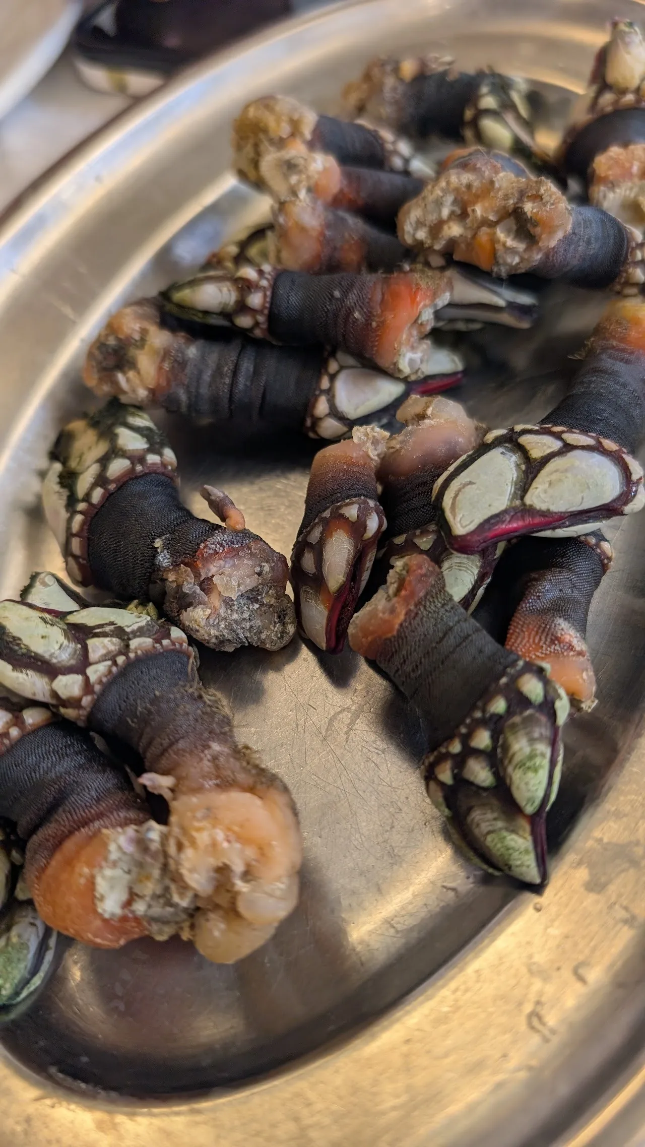 Goose barnacles on a metal tray