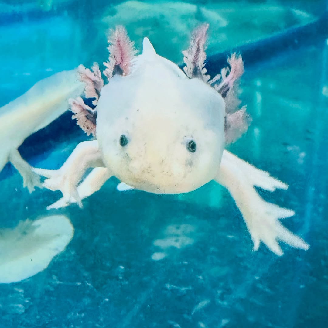 AXOLOTL

Del náhuatl āxōlōtl.
El llamado “monstruo del agua”.

Pero quizá un monstruo no tiene que ser algo terrible.

Q