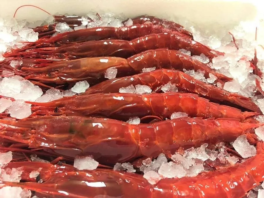 A row of large red prawns on crushed ice