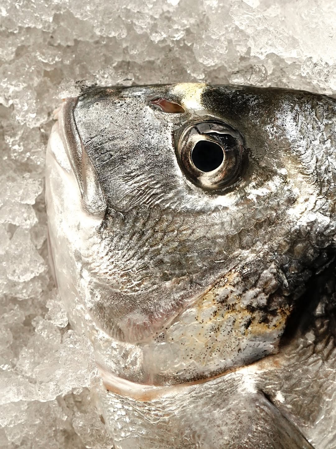El origen importa, por eso mismo en Katagi Blau apostamos por el pescado y marisco de pesca responsable. 
-
Origin matte