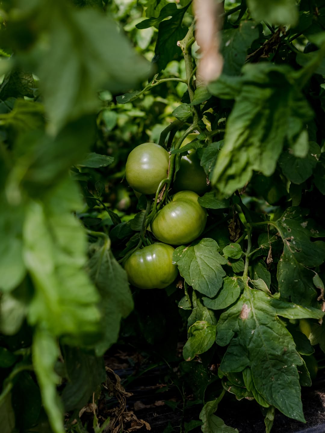Ya estamos recogiendo los primeros tomates de nuestra huerta, un producto único, el Nº38.
Un tomate ecológico, sometido