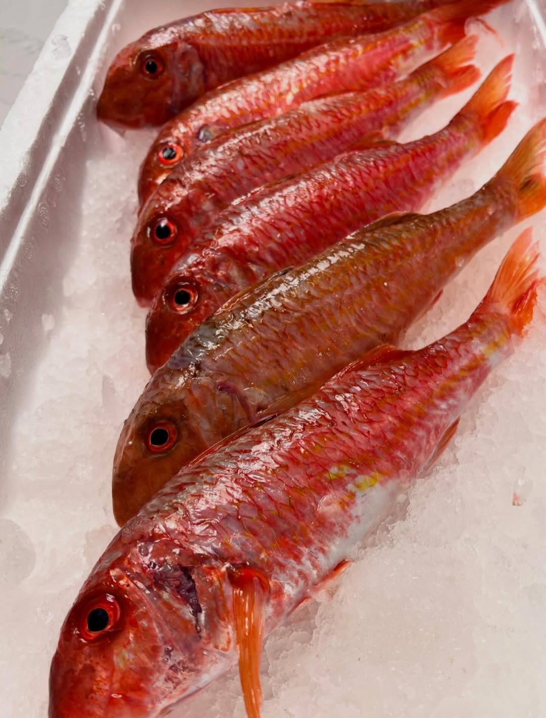 De la costa al plato. Tenemos salmonetes pequeños de roca, llegados desde la lonja de Roses.

#restaurantesmadrid #comer