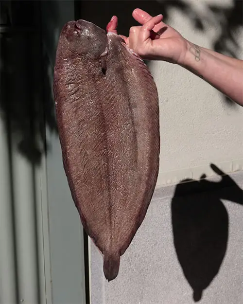 A hand holds up a whole raw sole, skin-side out, in bright daylight against a plain pale exterior wall.