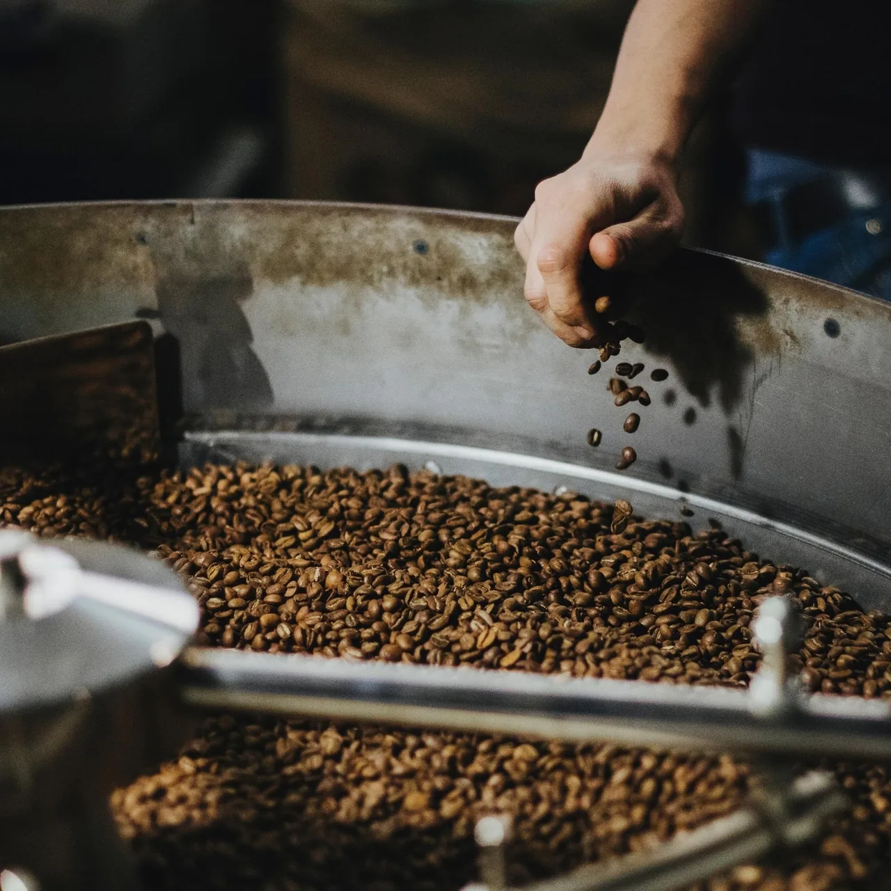 Green coffee beans being poured into the tray of a roasting machine